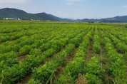 경북도, 2,470억원 들여 고품질 식량작물 생산 지원