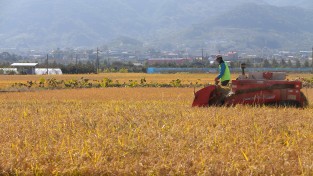 청도군, 고품질 쌀생산 위한 적기수확 당부